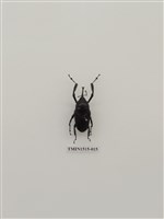 藏品(鞘翅目(一))的圖片